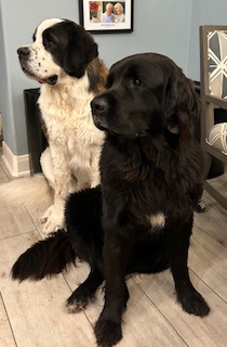 Attorney Nancy Perry Eaton with her St. Bernard dog
